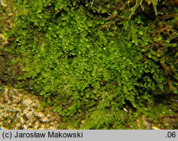 Lejeunea cavifolia (śniedrza cząbrowa)