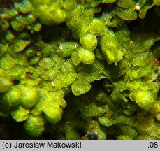 Lejeunea cavifolia (śniedrza cząbrowa)