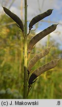 Lembotropis nigricans