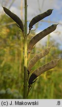 Lembotropis nigricans