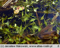 Lemna trisulca