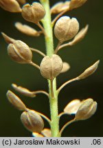 Lepidium densiflorum (pieprzyca gęstokwiatowa)