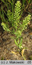 Lepidium densiflorum (pieprzyca gęstokwiatowa)