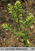 Lepidium densiflorum (pieprzyca gęstokwiatowa)