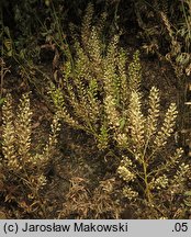 Lepidium densiflorum (pieprzyca gęstokwiatowa)