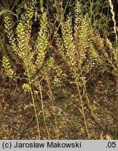 Lepidium densiflorum (pieprzyca gęstokwiatowa)