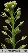 Lepidium densiflorum (pieprzyca gęstokwiatowa)