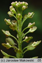 Lepidium densiflorum (pieprzyca gęstokwiatowa)