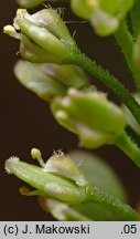 Lepidium densiflorum (pieprzyca gęstokwiatowa)