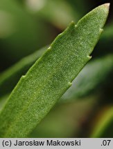 Lepidium densiflorum (pieprzyca gęstokwiatowa)