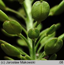 Lepidium densiflorum (pieprzyca gęstokwiatowa)