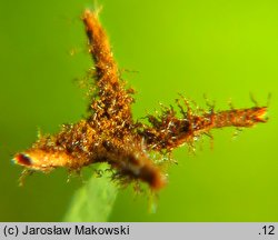 Lepidozia reptans (łuskolist rozesłany)