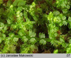 Lepidozia reptans (łuskolist rozesłany)