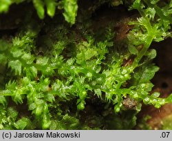 Lepidozia reptans (łuskolist rozesłany)