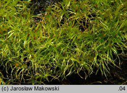 Leptobryum pyriforme (zgliszczyn gruszkowaty)