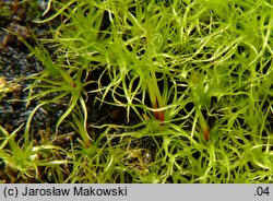 Leptobryum pyriforme (zgliszczyn gruszkowaty)