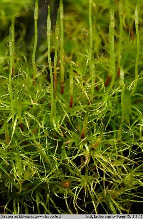 Leptobryum pyriforme (zgliszczyn gruszkowaty)
