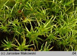 Leptobryum pyriforme (zgliszczyn gruszkowaty)