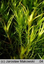 Leptobryum pyriforme (zgliszczyn gruszkowaty)