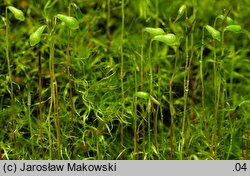 Leptobryum pyriforme (zgliszczyn gruszkowaty)