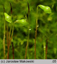 Leptobryum pyriforme (zgliszczyn gruszkowaty)