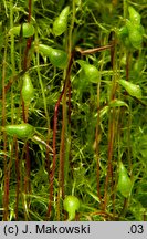 Leptobryum pyriforme (zgliszczyn gruszkowaty)