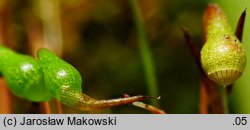 Leptobryum pyriforme (zgliszczyn gruszkowaty)