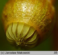 Leptobryum pyriforme (zgliszczyn gruszkowaty)