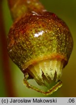 Leptobryum pyriforme (zgliszczyn gruszkowaty)