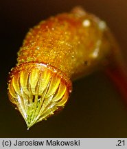 Leptodictyum riparium (tęposz nadbrzeżny)