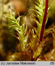 Leptodictyum riparium (tęposz nadbrzeżny)