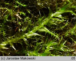 Leptodictyum riparium (tęposz nadbrzeżny)