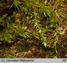 Leptodictyum riparium (tęposz nadbrzeżny)