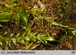 Leptodictyum riparium (tęposz nadbrzeżny)