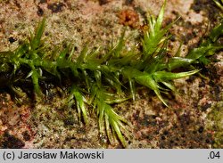 Leptodictyum riparium (tęposz nadbrzeżny)