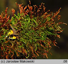 Leskea polycarpa (drąst wielozarodniowy)