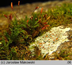 Leskea polycarpa (drąst wielozarodniowy)