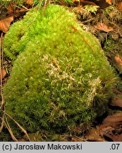 Leucobryum glaucum (bielistka siwa)