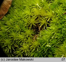 Leucobryum glaucum (bielistka siwa)