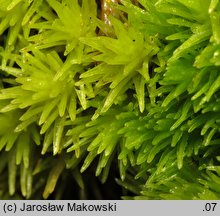 Leucobryum glaucum (bielistka siwa)