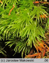 Leucobryum glaucum (bielistka siwa)