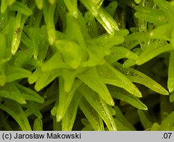 Leucobryum glaucum (bielistka siwa)