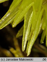 Leucobryum glaucum (bielistka siwa)