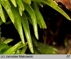 Leucobryum glaucum (bielistka siwa)