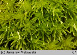 Leucobryum glaucum (bielistka siwa)