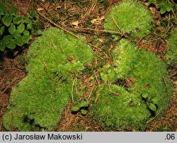 Leucobryum glaucum (bielistka siwa)