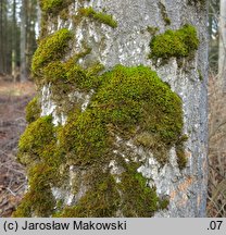 Leucodon sciuroides (białoząb pospolity)