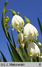 Leucojum aestivum (śnieżyca letnia)