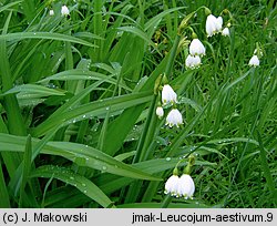 Leucojum aestivum