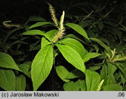 Leucosceptrum japonicum